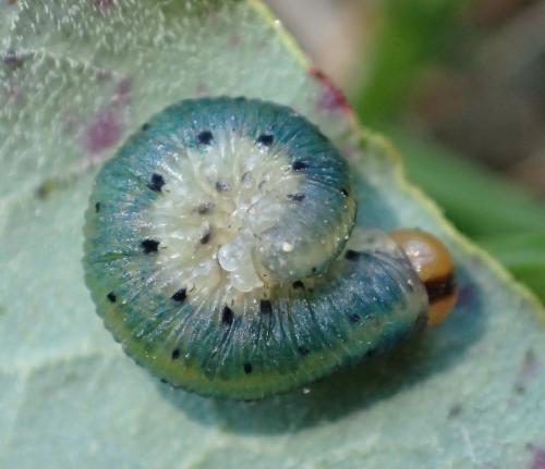 Emphytus truncatus
